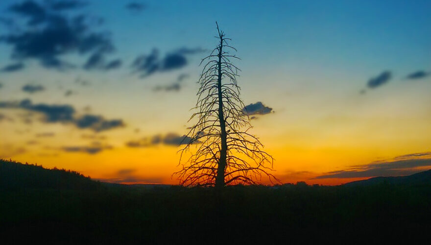 daxjustin-kananaskis-tree