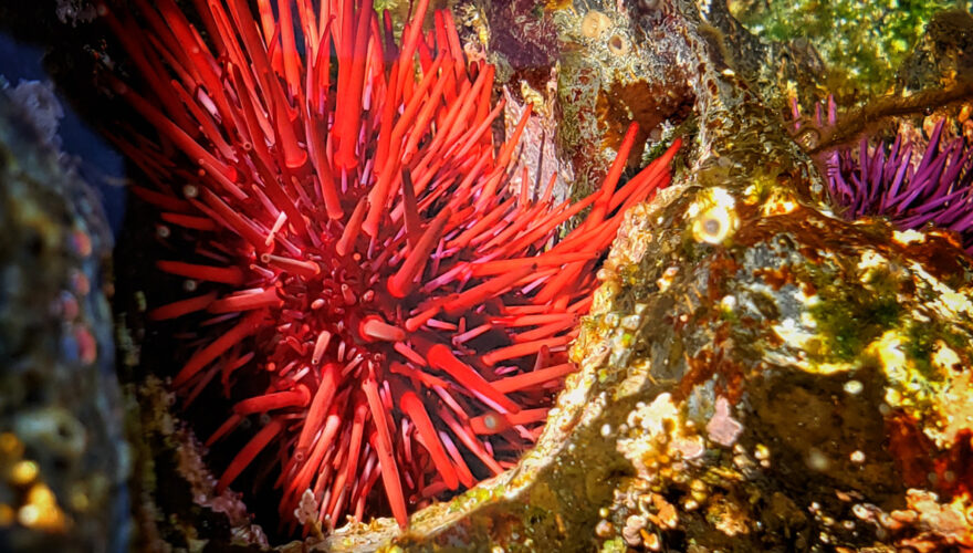 daxjustin-portfolio-landscape-sea-ucluelet-british-columbia