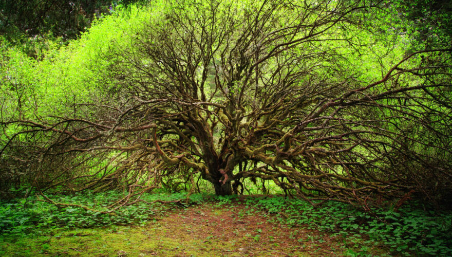 daxjustin-portfolio-landscape-ucluelet-british-columbia