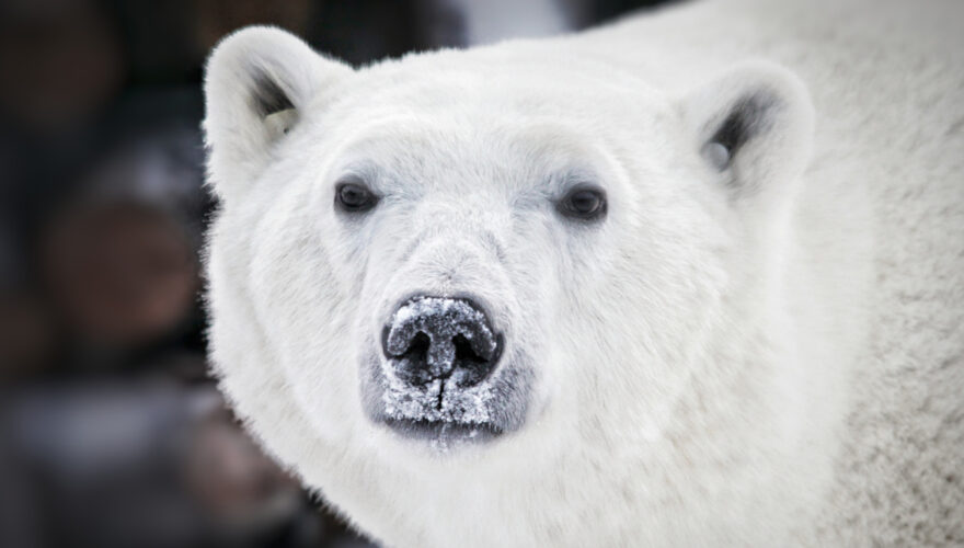 daxjustin-portfolio-wildlife-cangeo-churchill