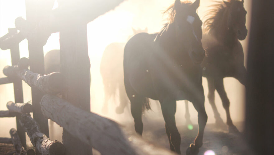 daxjustin-portfolio-wildlife-horse-gold-country-bc