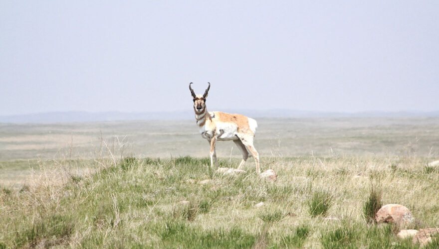 daxjustin-portfolio-wildlife-ab-1