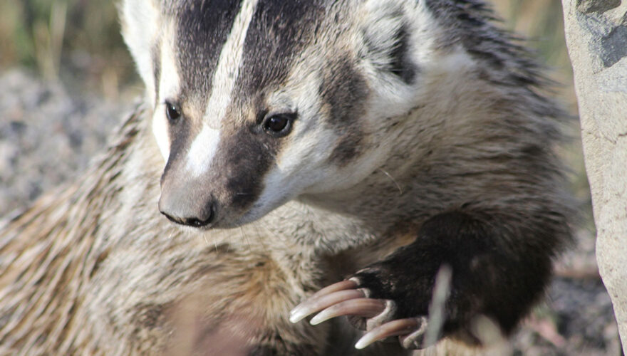 daxjustin-portfolio-wildlife-alberta-badger-1