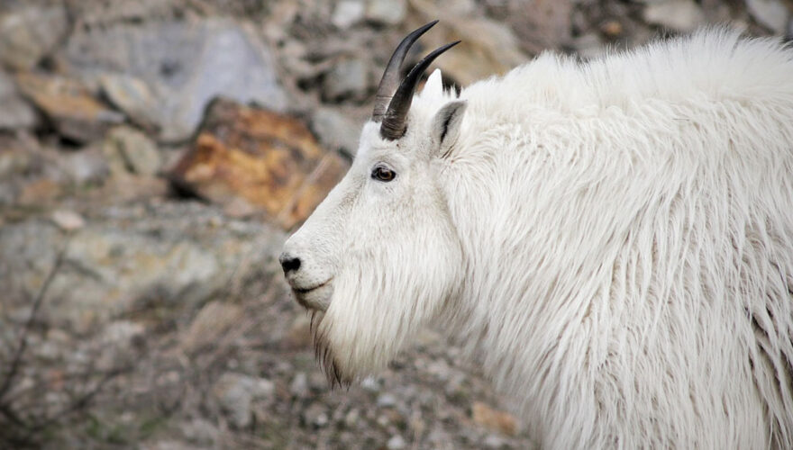 daxjustin-portfolio-wildlife-alberta-goat-1