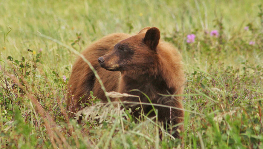 daxjustin-portfolio-wildlife-bear-1