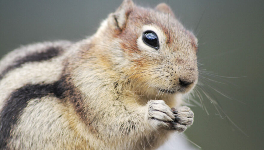 daxjustin-portfolio-wildlife-critter-1