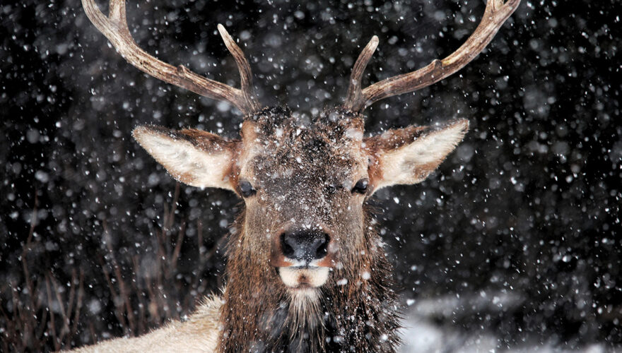 daxjustin-portfolio-wildlife-deer-1