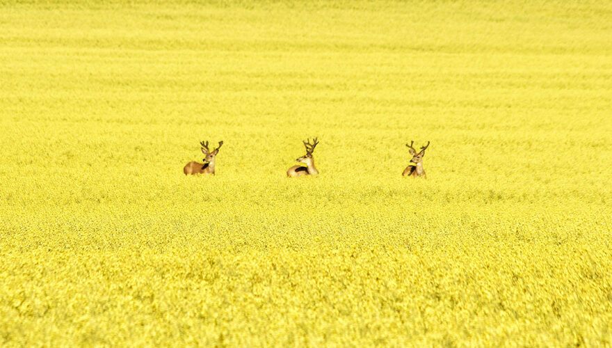 daxjustin-portfolio-wildlife-deer-2