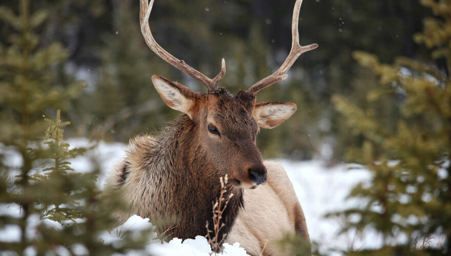 daxjustin-portfolio-wildlife-deer-3