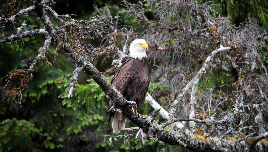 daxjustin-portfolio-wildlife-eagle-2