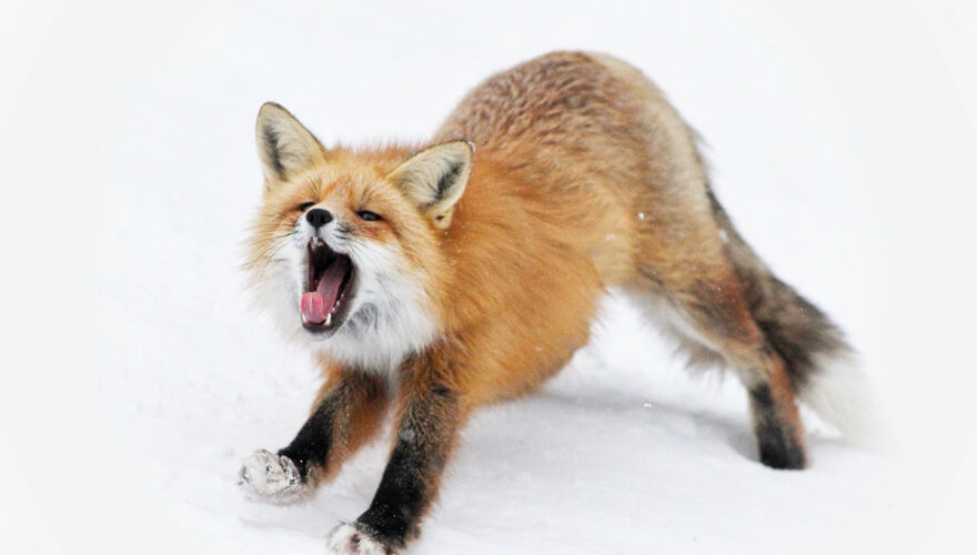 daxjustin-portfolio-wildlife-fox-1