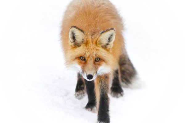 daxjustin-portfolio-wildlife-fox-2