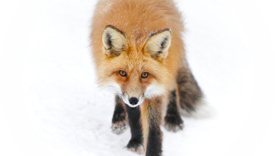daxjustin-portfolio-wildlife-fox-2