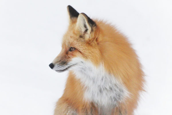 daxjustin-portfolio-wildlife-fox-3