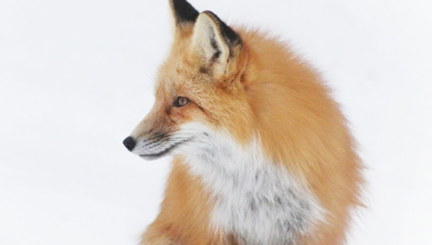 daxjustin-portfolio-wildlife-fox-3