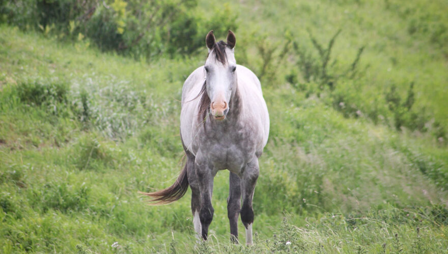 daxjustin-portfolio-wildlife-horse-alberta-1