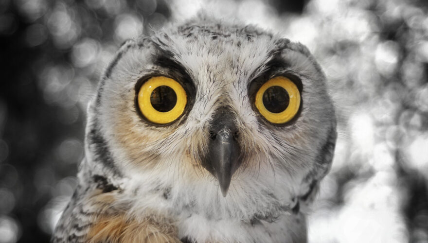 daxjustin-portfolio-wildlife-owl-1