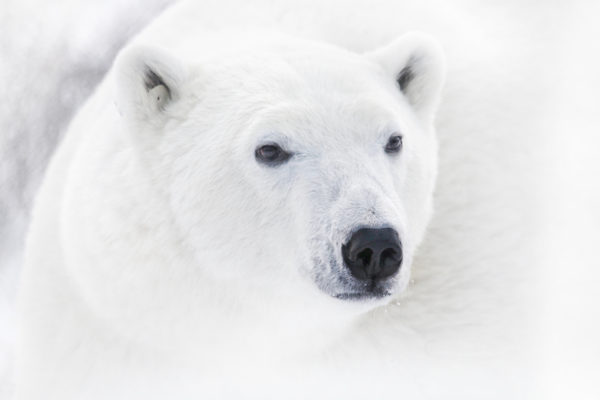 daxjustin-portfolio-wildlife-polar-bear-churchill-3