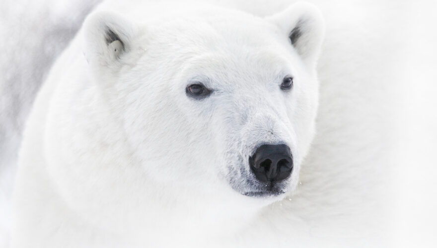 daxjustin-portfolio-wildlife-polar-bear-churchill-3