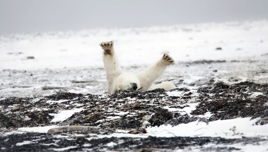 daxjustin-portfolio-wildlife-polar-bear-churchill-4