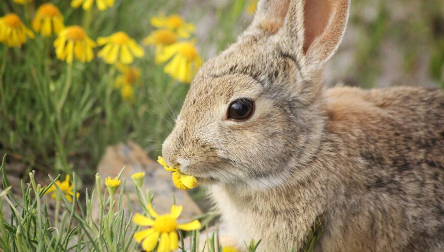 daxjustin-portfolio-wildlife-rabbit-1