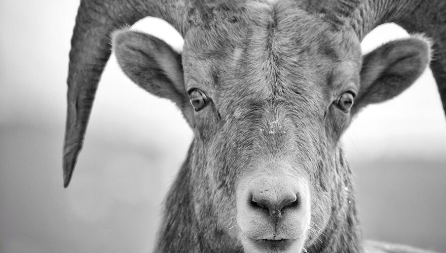 daxjustin-portfolio-wildlife-radium-ram-1