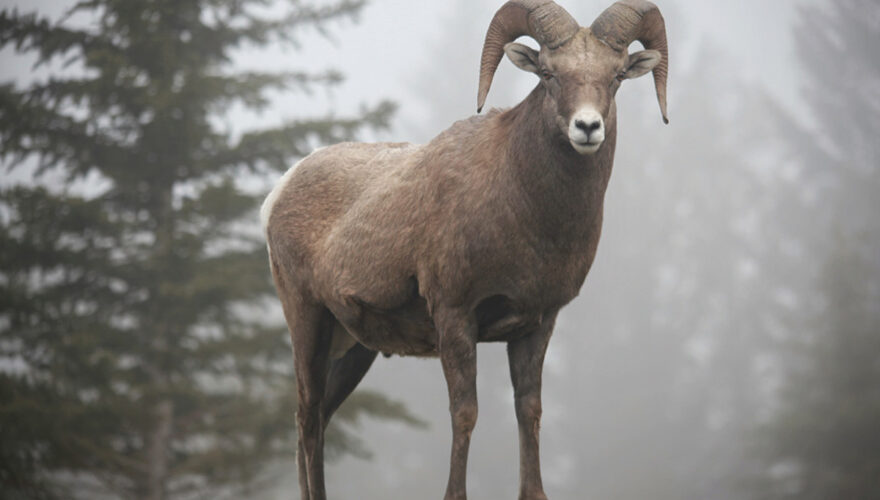daxjustin-portfolio-wildlife-radium-ram-2