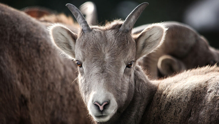 daxjustin-portfolio-wildlife-radium-ram-3
